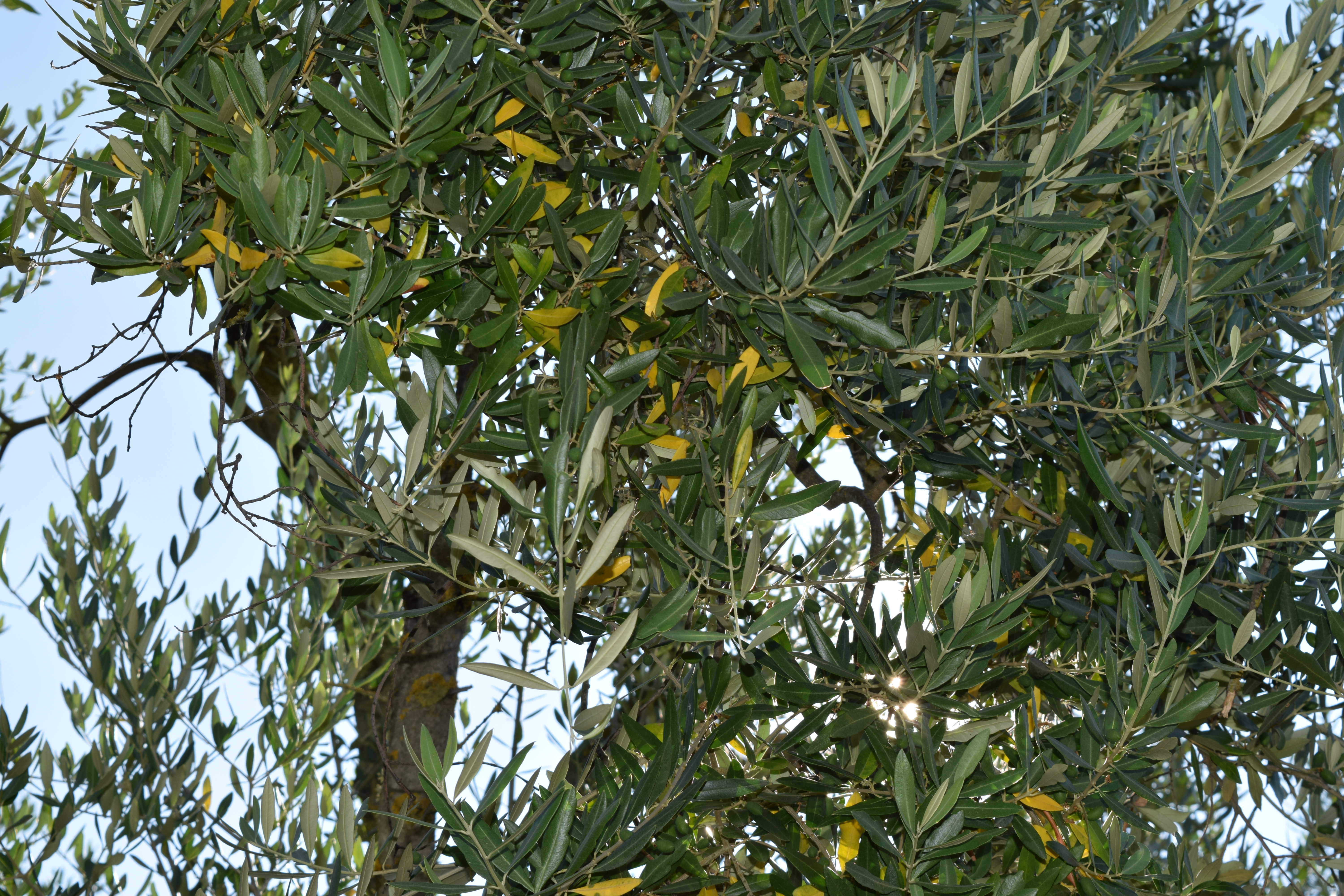 Olive tree in Tuscany Italy