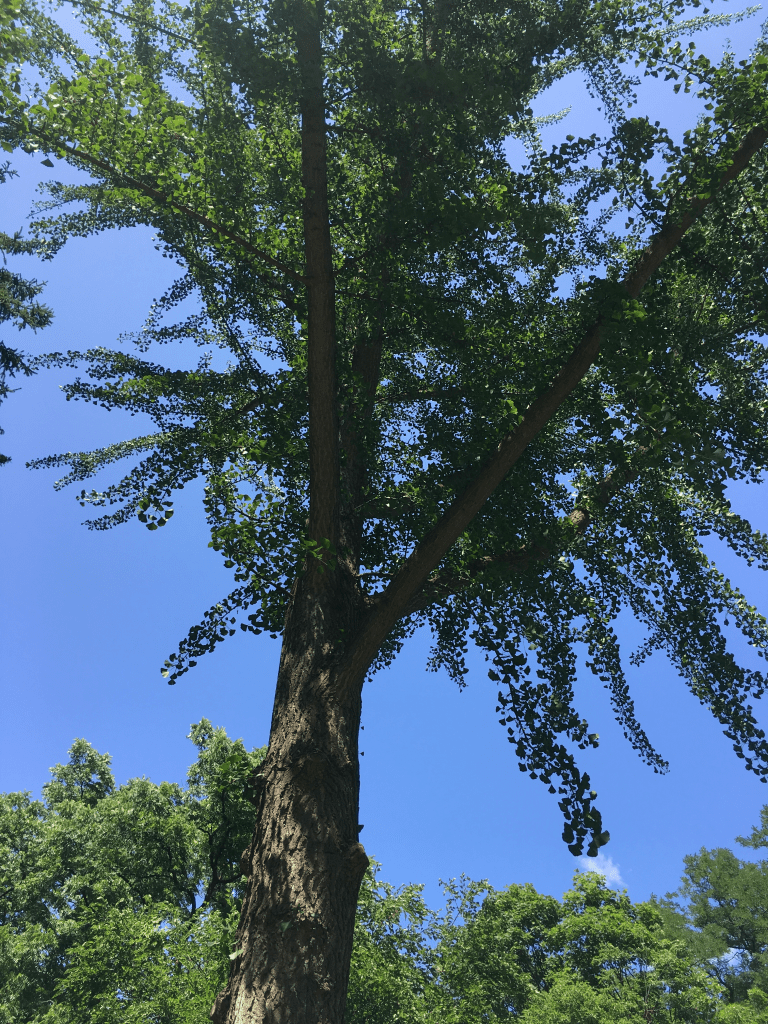 Gingko Biloba Tree in Queenston Heights
