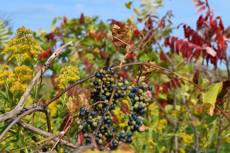 Things to do in Niagara this October