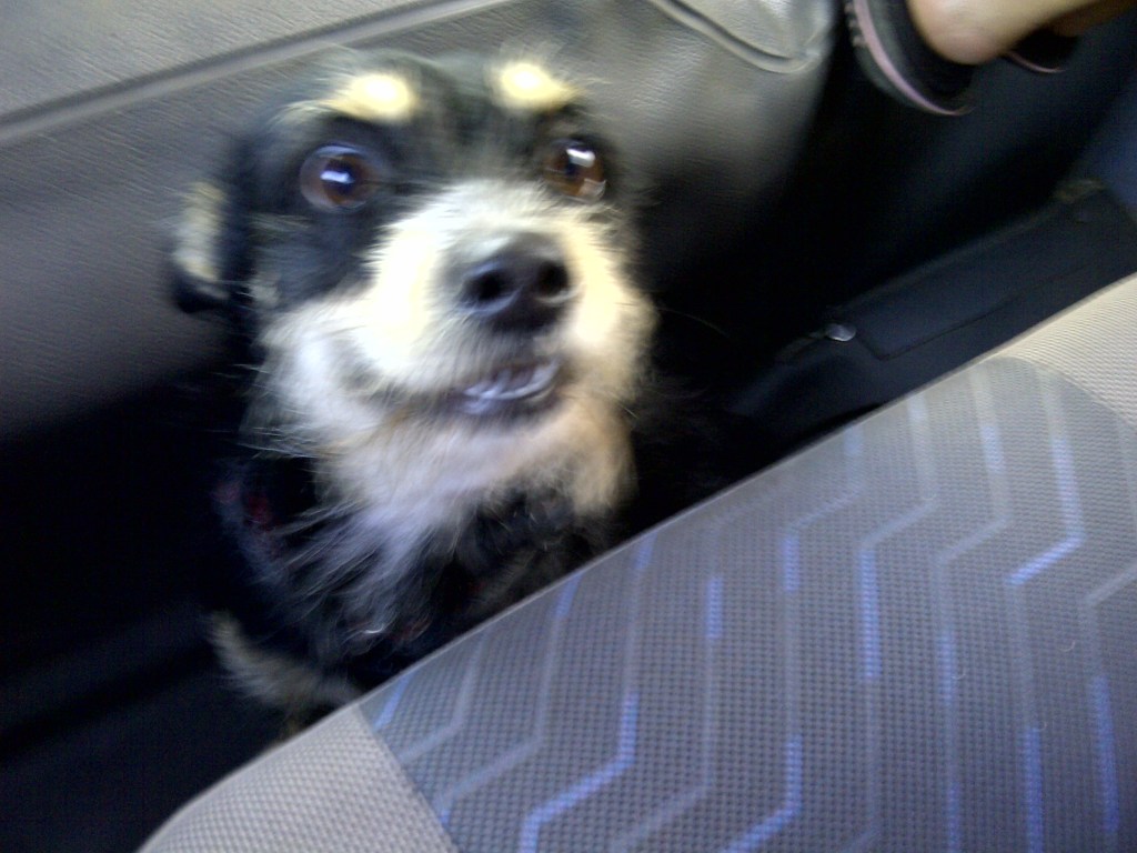 St. Kitts Our Taxi Driver's Dog