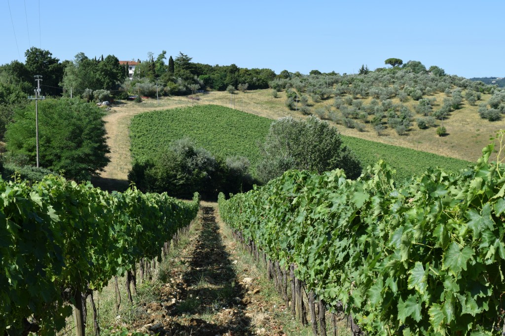 Villa Le Corti Tuscany Italy, the wine cellars and the fabulous Chianti Classico wines