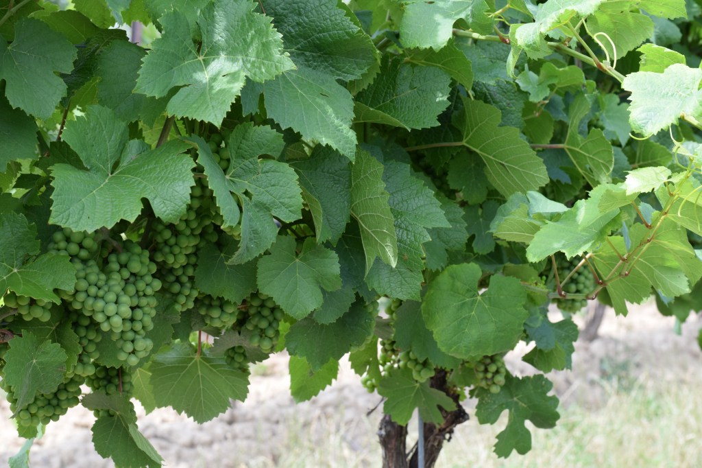 Calamus Winery Jordan Niagara Ontario