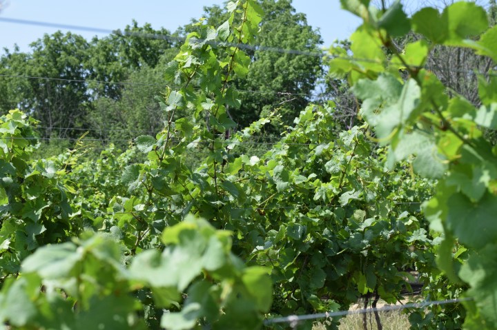 Review of Calamus Estate Winery in Jordan Niagara Ontario