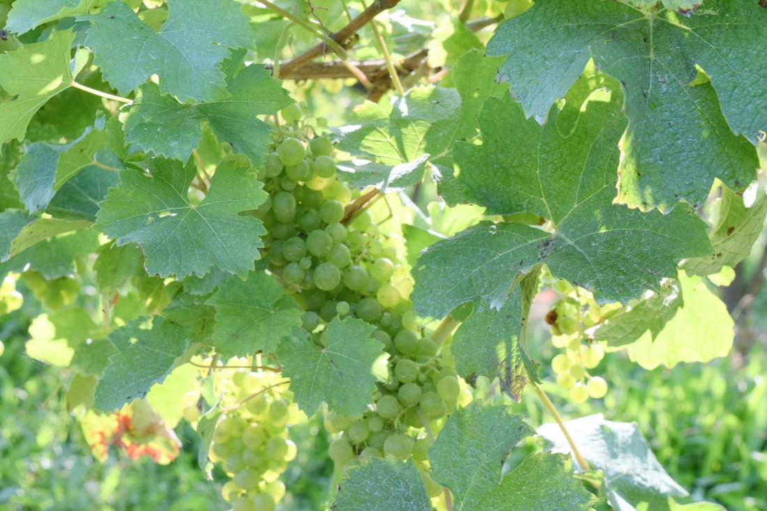 Review of Trillium a novel by Margaret Lindsay Holton