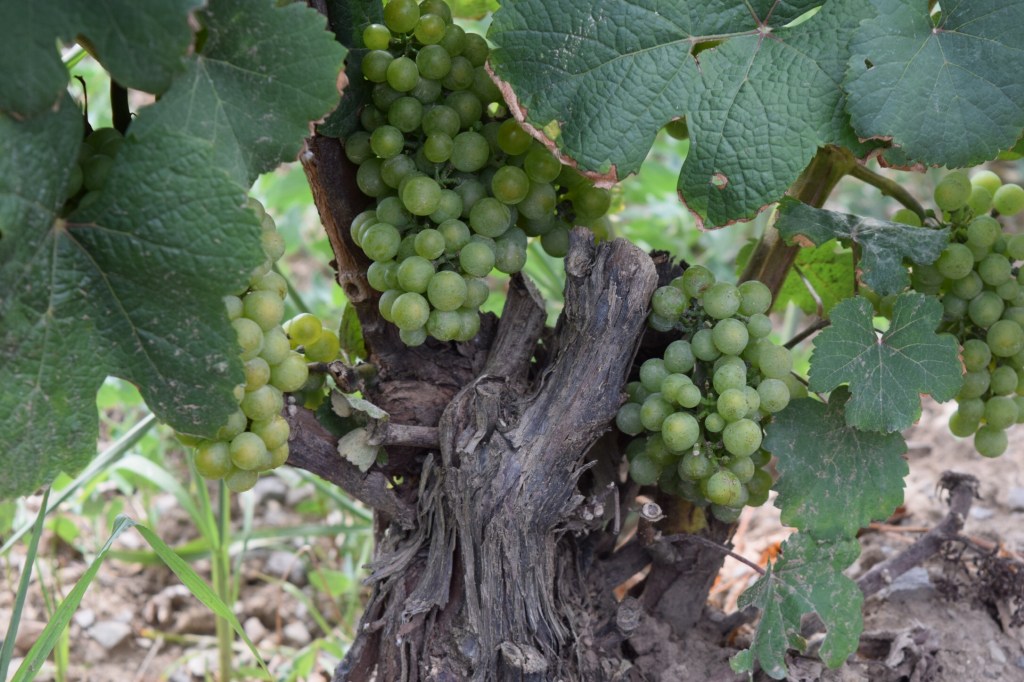 Villa Bacchus Winery and Bed and Breakfast Niagara