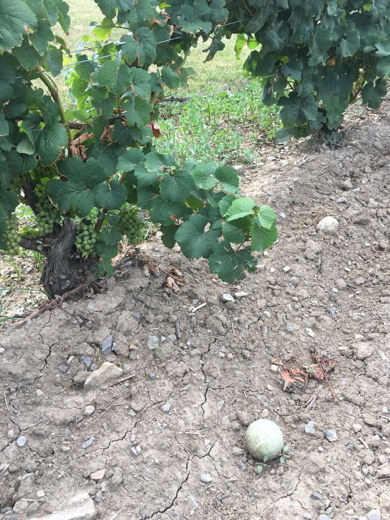 Villa Bacchus Winery