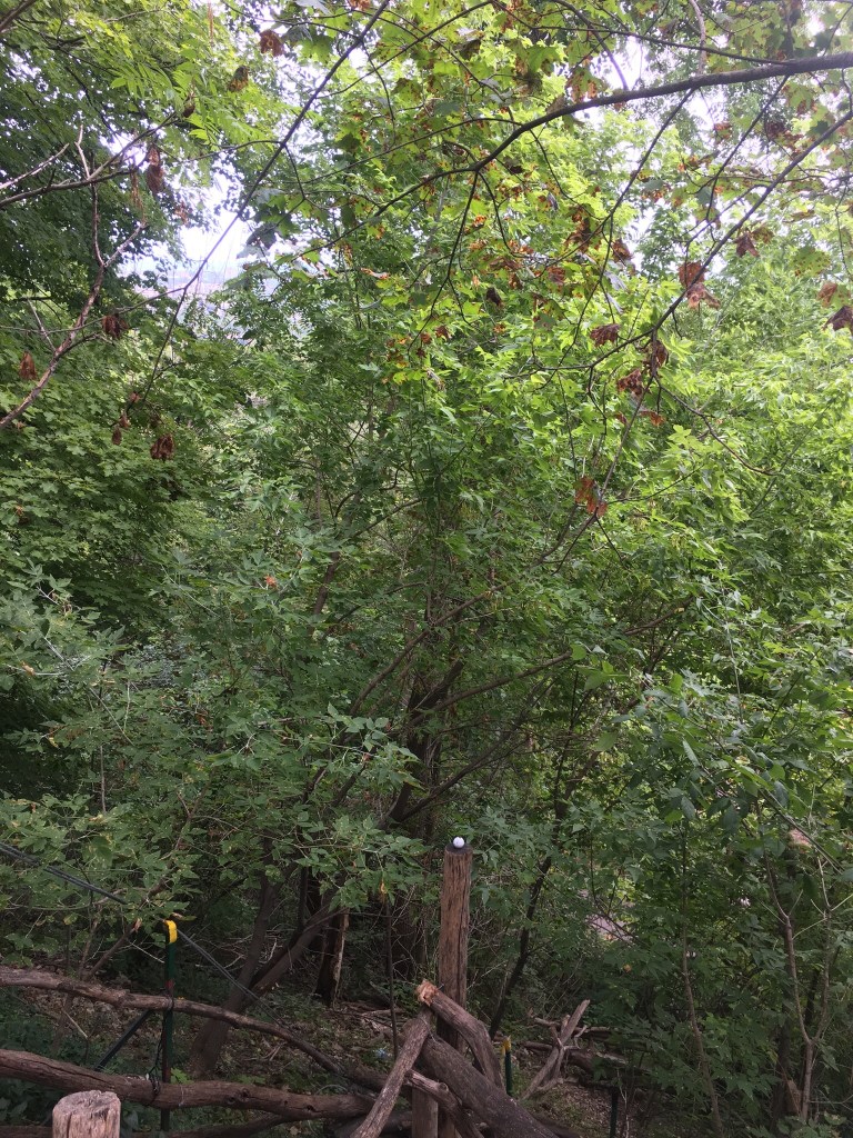 Uli Stairs Hamilton Ontario a handmade dream