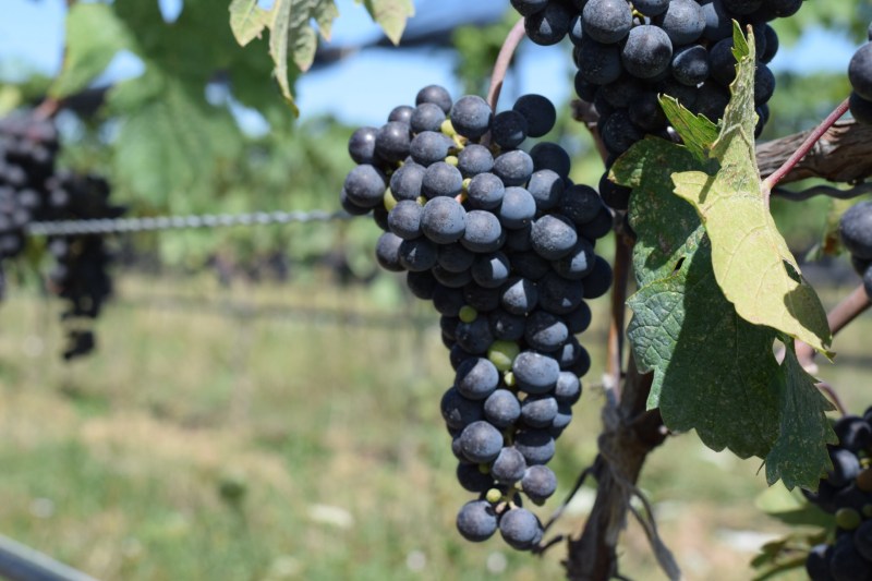 Coutada Velha 2018 Portugese Red Wine Alentejo