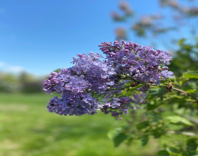 Centennial Lilac Garden Niagara Falls Ontario Canada. A great place to visit when the lilacs bloom each spring.