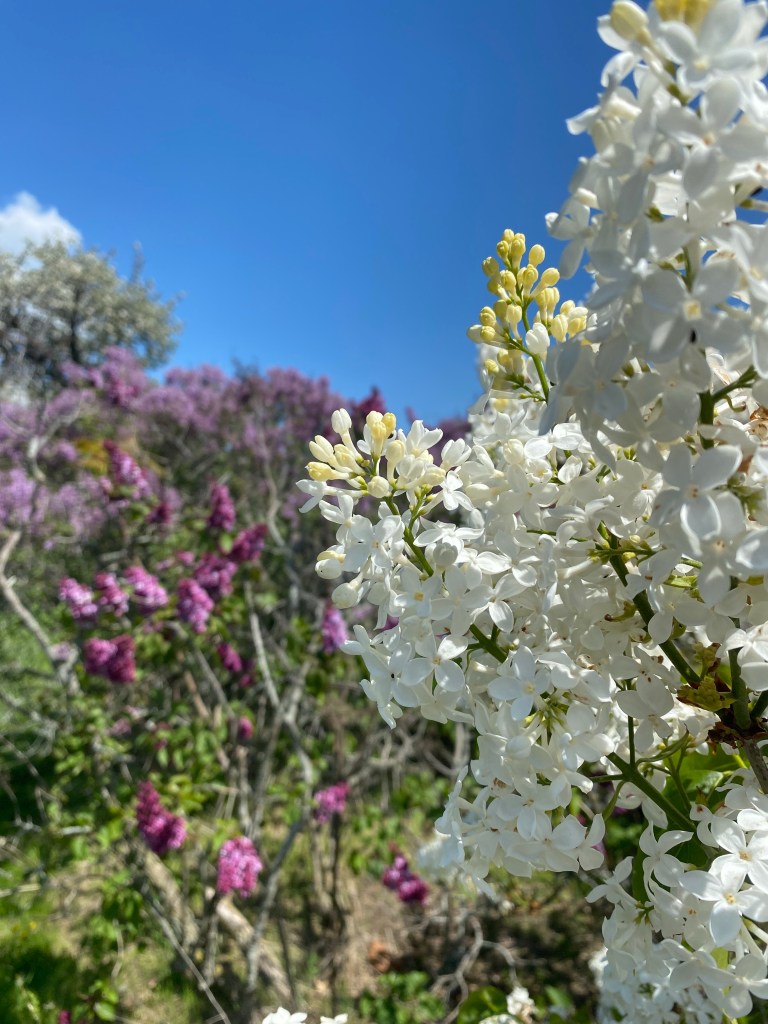 Centennial Lilac Garden Niagara Falls Ontario Canada