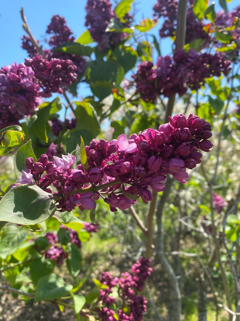 Centennial Lilac Garden Niagara Falls Ontario Canada. A great place to visit when the lilacs bloom each spring.