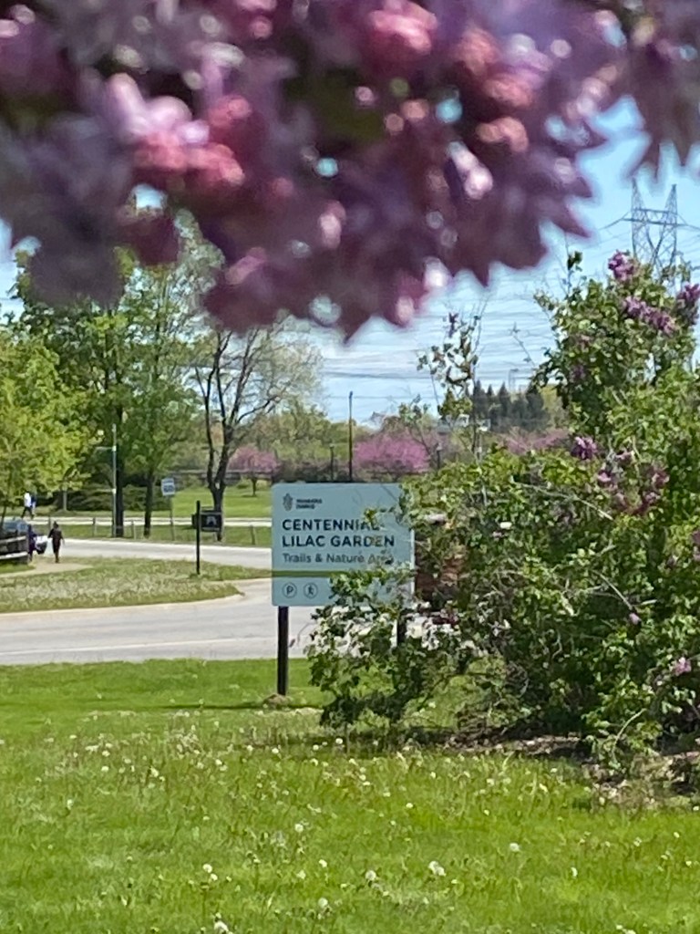 Centennial Lilac Garden Niagara Falls Ontario Canada. A great place to visit when the lilacs bloom each spring.