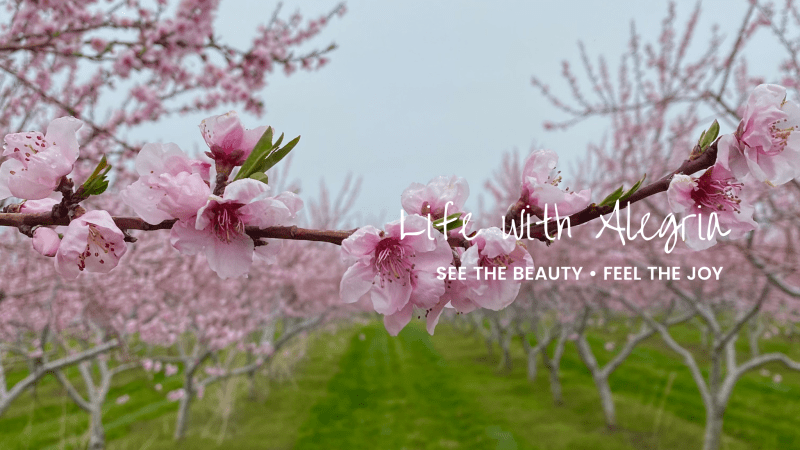 Life with Alegria. Cherry farm in Niagara with spring blossoms
