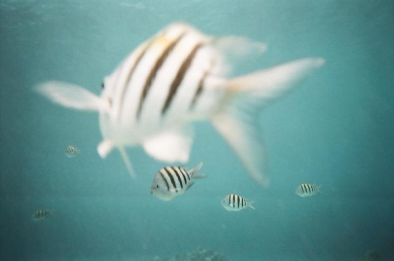 SeaTrek Grand Cayman Walking on the sea floor