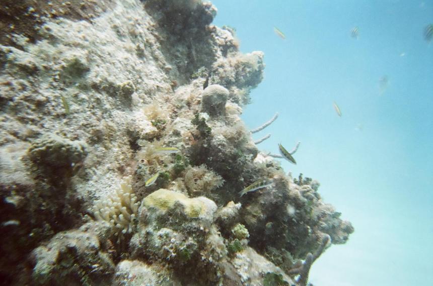 SeaTrek Grand Cayman Walking on the sea floor