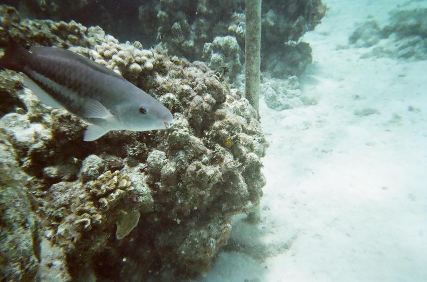 SeaTrek Grand Cayman Walking on the sea floor