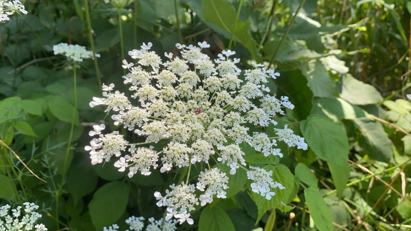 You never know what you'll find on a summer walk. Perhaps you'll find gratitude.