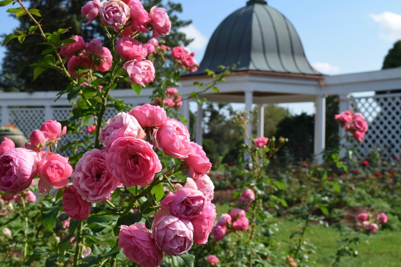 Niagara Parks Botanical Gardens A Secret Wonder