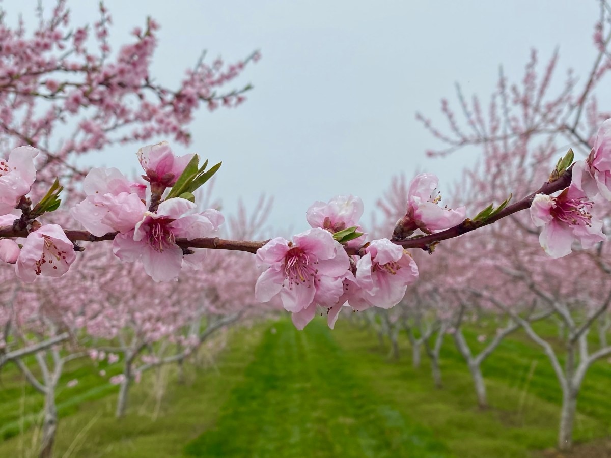 Where to Find Cherry Blossoms in&nbsp;Niagara