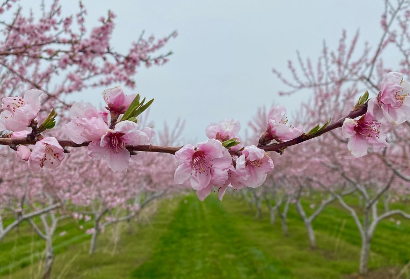 Where to find cherry blossoms in Niagara and when.
