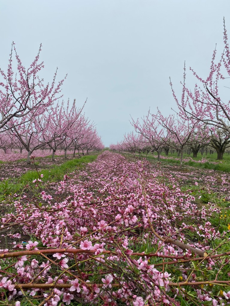 Where to find cherry blossoms in Niagara and when.