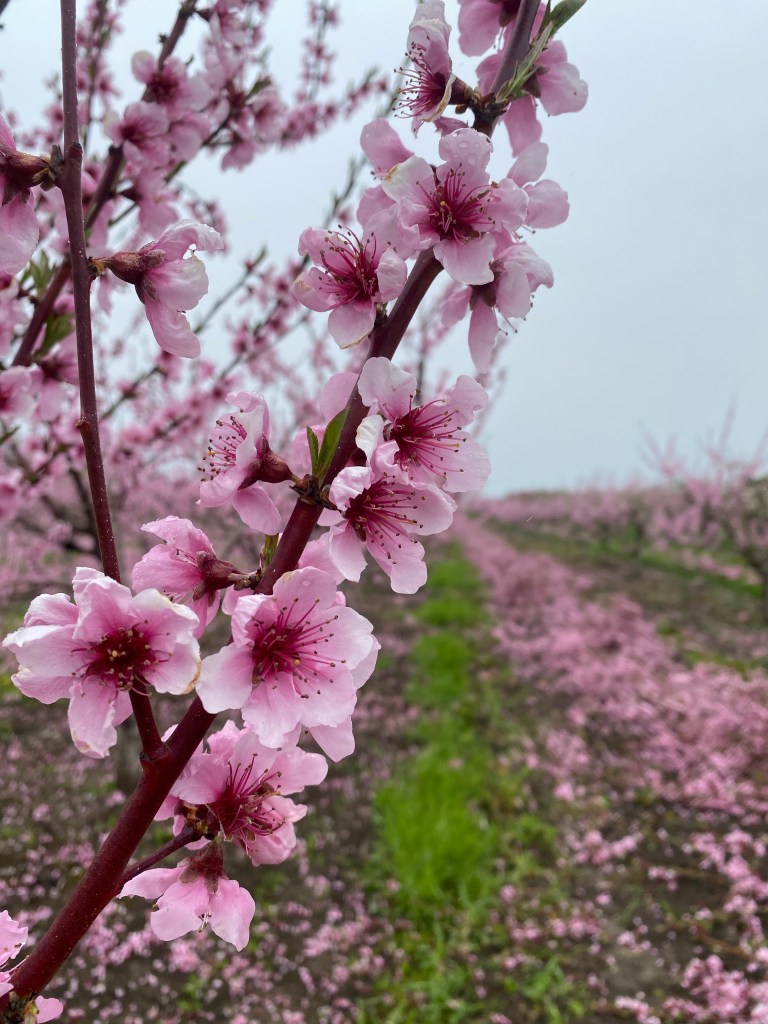 Where to find cherry blossoms in Niagara and when.