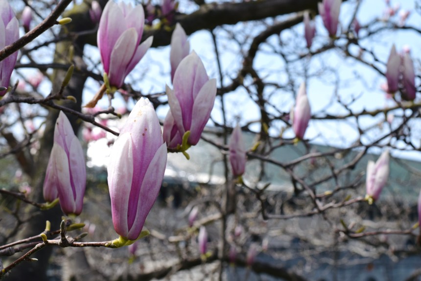 Magnolia Alley Niagara Falls at the Niagara Parks Floral Showhouse