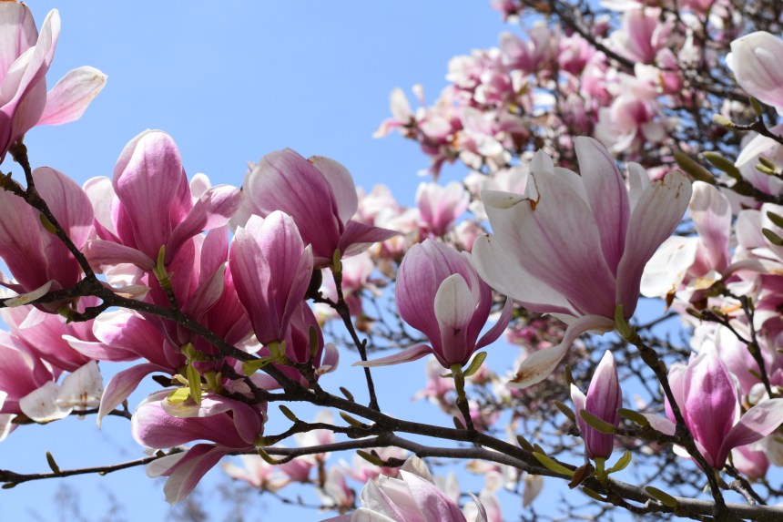 Magnolia Alley Niagara Falls at the Niagara Parks Floral Showhouse