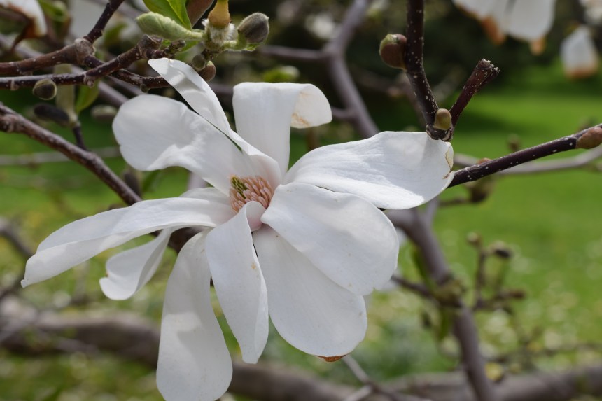 Magnolia Alley Niagara Falls at the Niagara Parks Floral Showhouse