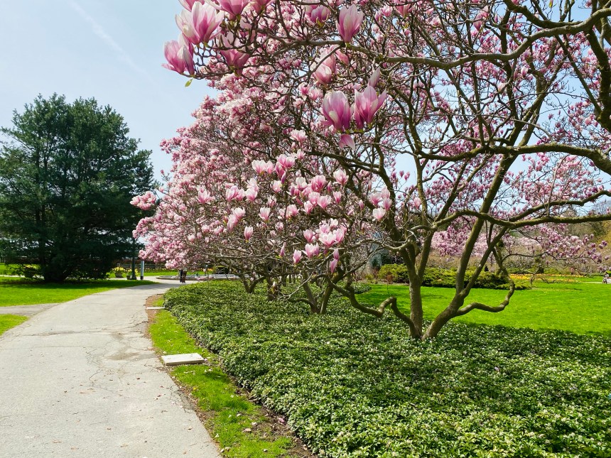 Magnolia Alley Niagara Falls at the Niagara Parks Floral Showhouse