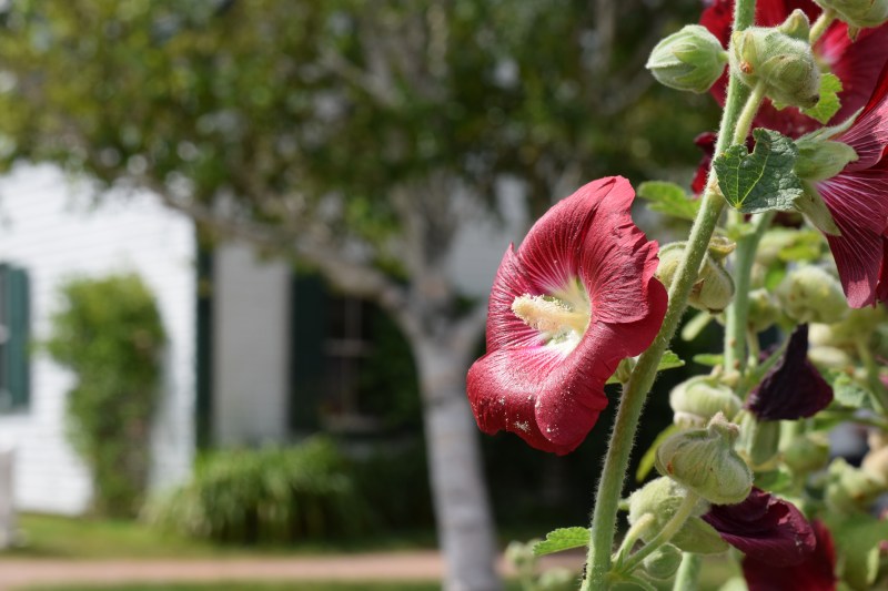 Walking in the Footsteps of Lucy Maud Montgomery at Green Gables Cavendish PEI