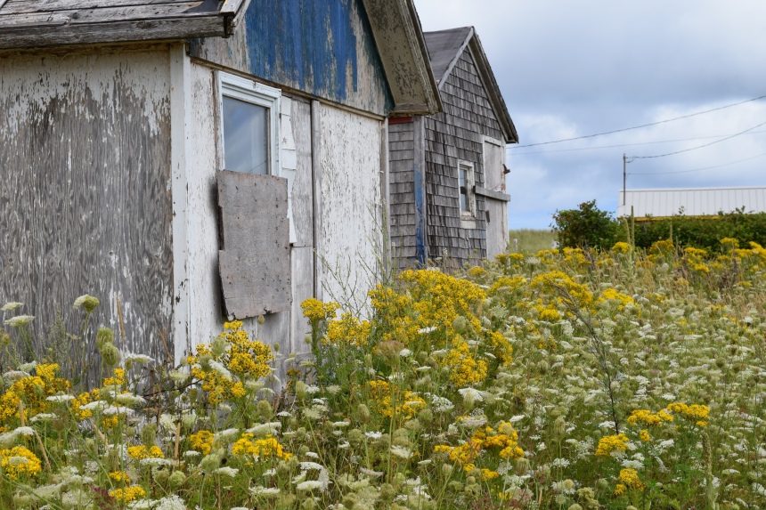 Prince Edward Island boarded up old Fishing Houses with wildflowers growing all around