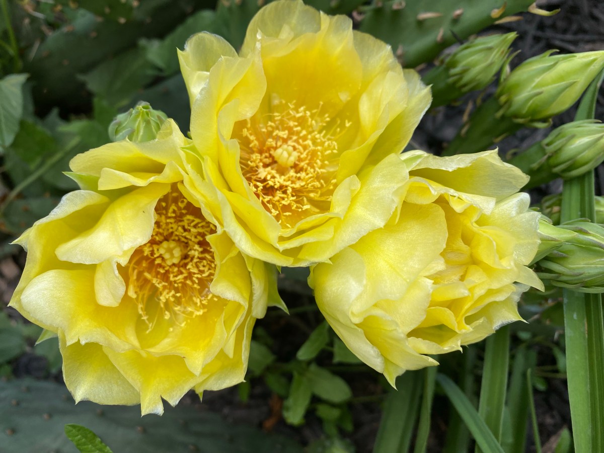 This Blooming Cactus a Metaphor for Life:&nbsp;FOTD