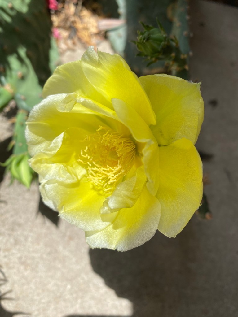 Cacti blooms in Yellow