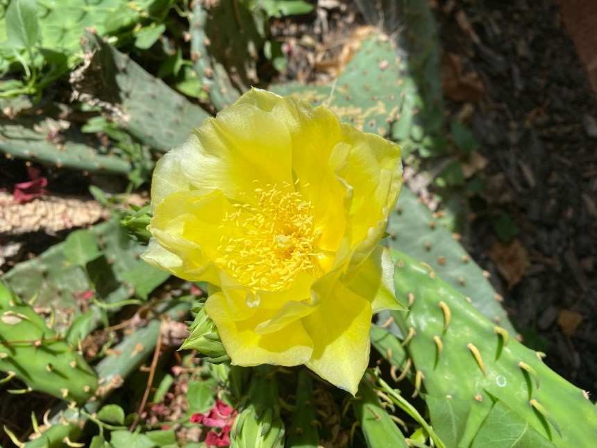 Cacti blooms in yellow