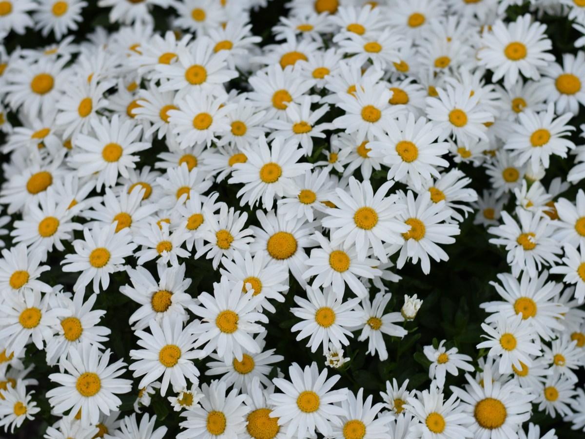 Journey to Joy: Why you Must and Will&nbsp;Suffer