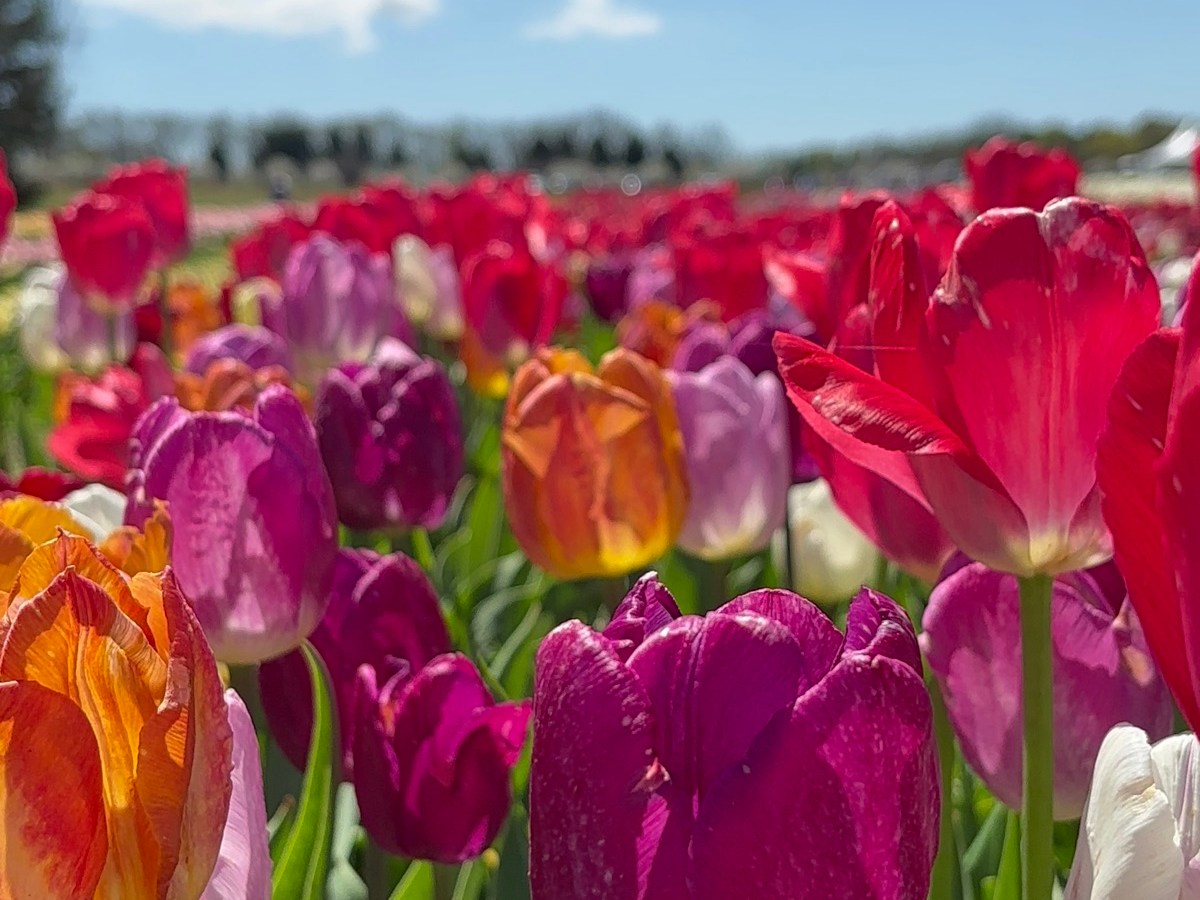 Journey to Joy: Being Your&nbsp;Purpose