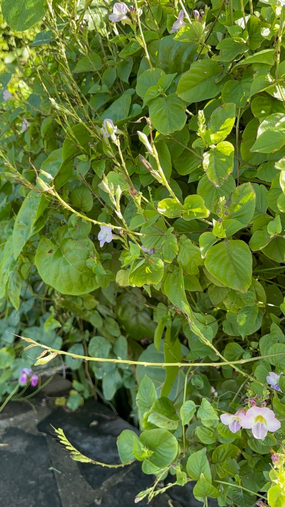 El Morro the historical fort in Puerto Rico