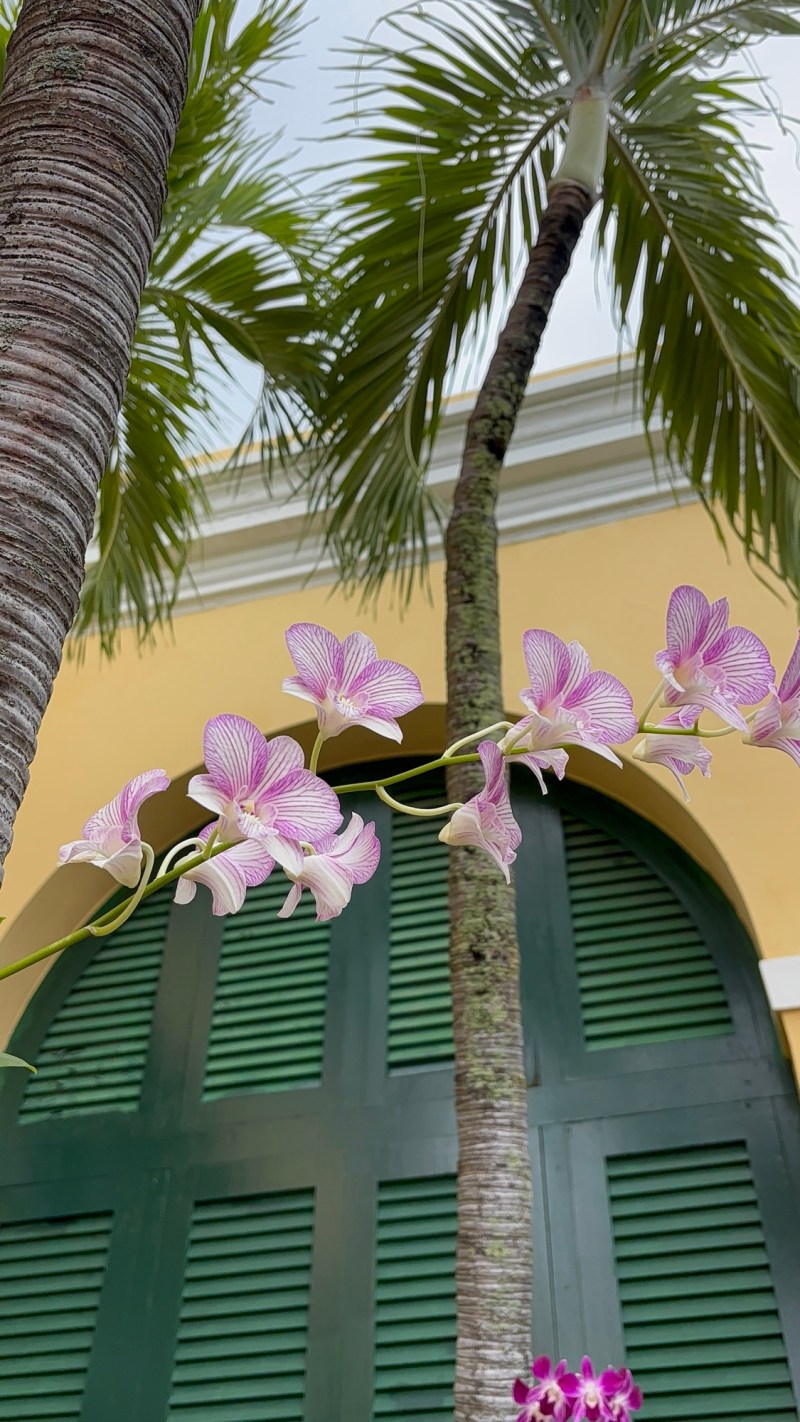 Commensalism Orchids at the Museo de San Juan Puerto Rico