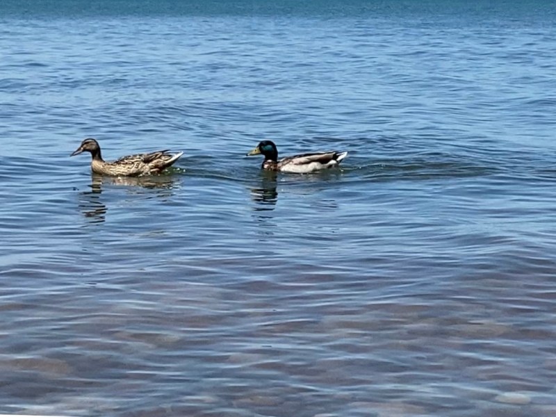 The Eisenhower Matrix for Summer&nbsp;Freedom