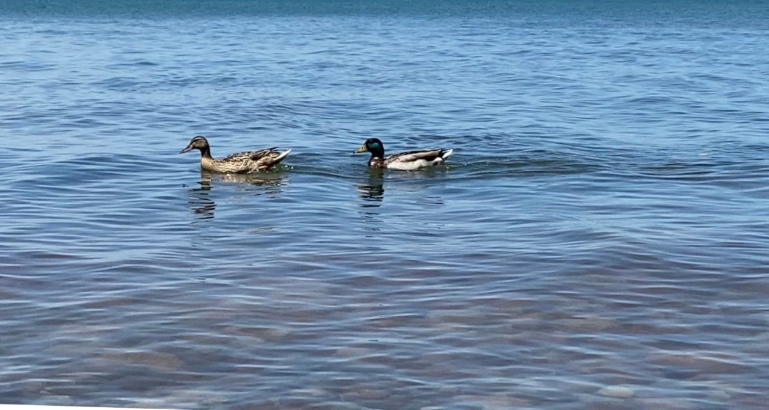 Summer Freedom and two ducks swimming