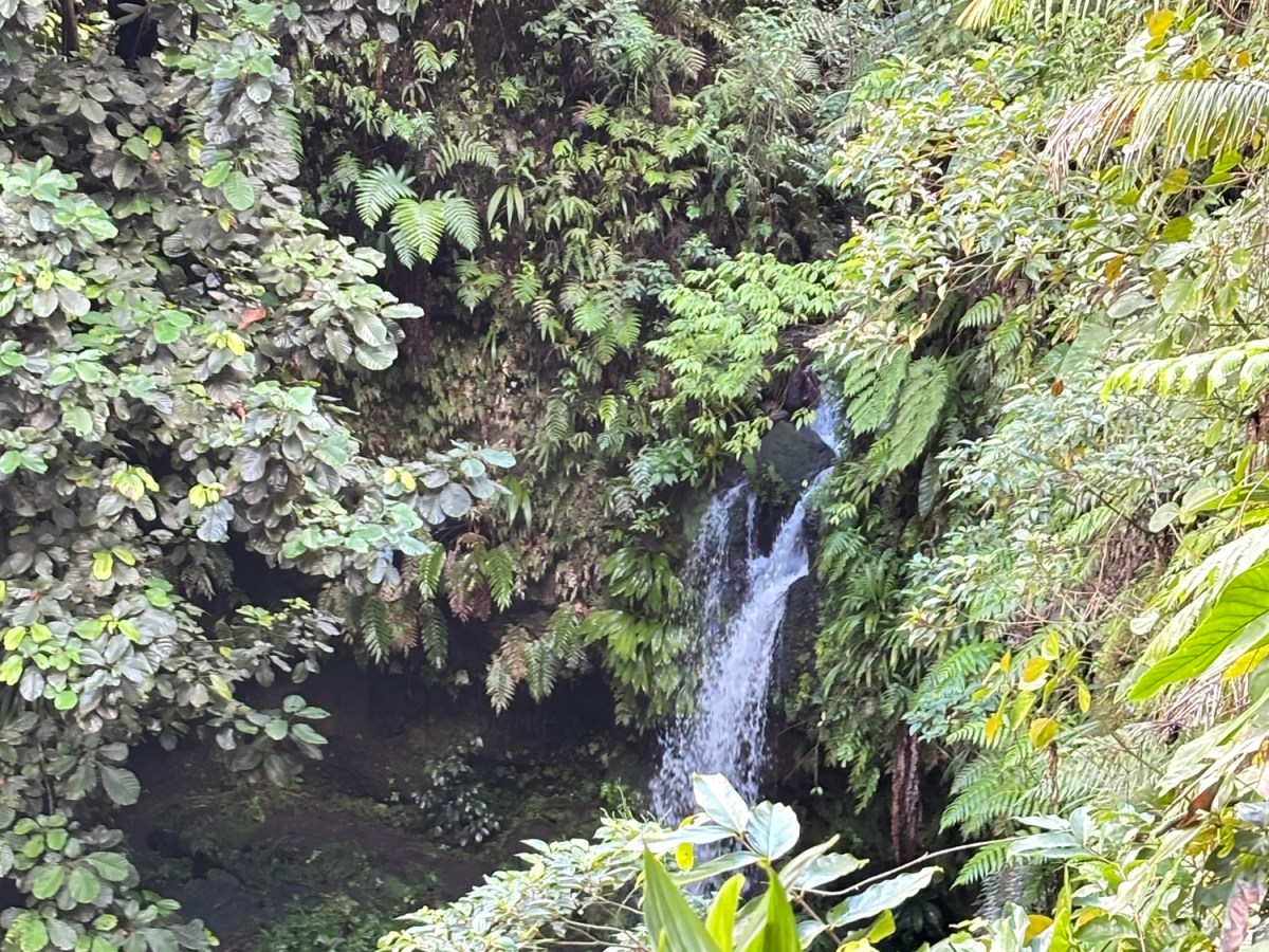 River Tubing on the Layou Dominica Like the Flow of&nbsp;Life