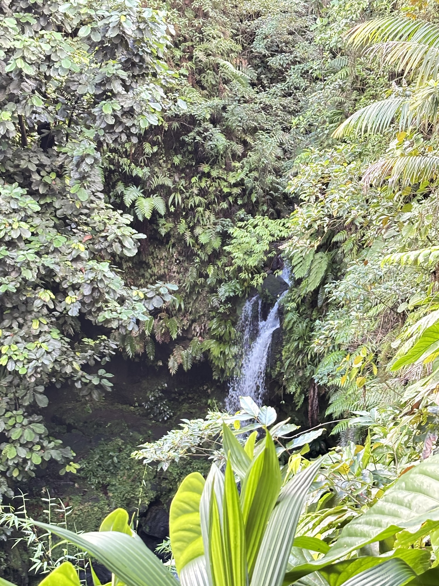 Dominica in the rainforest