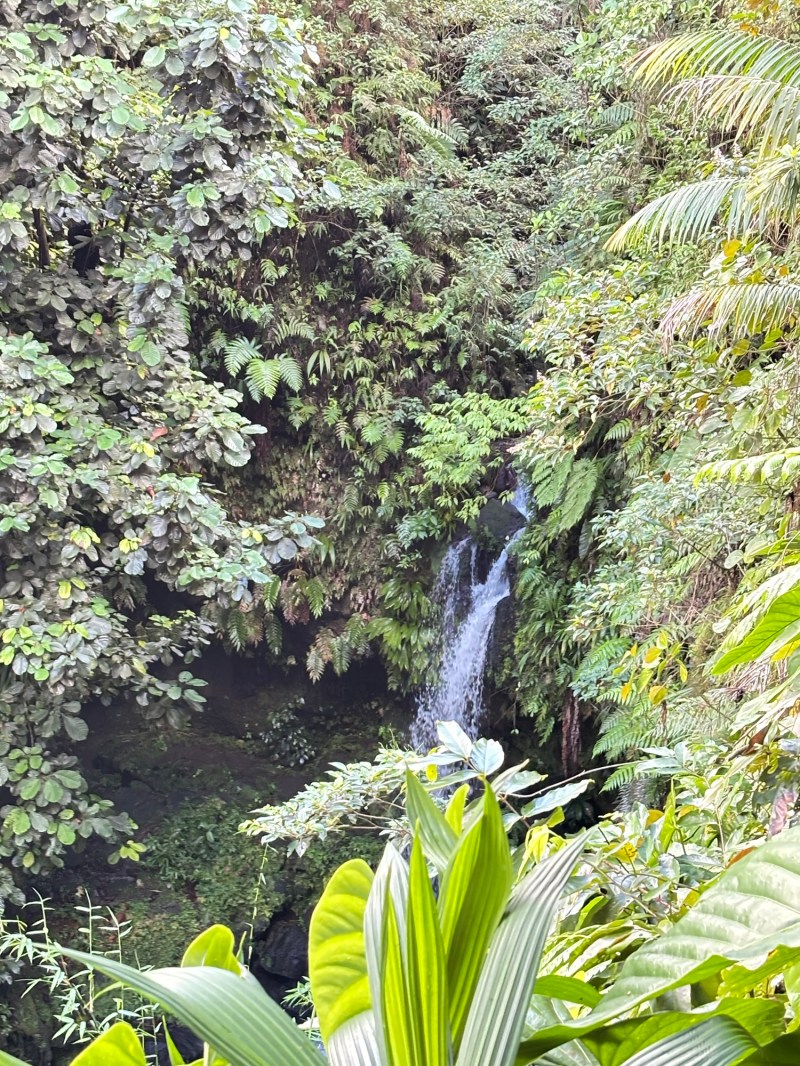 Dominica in the rainforest