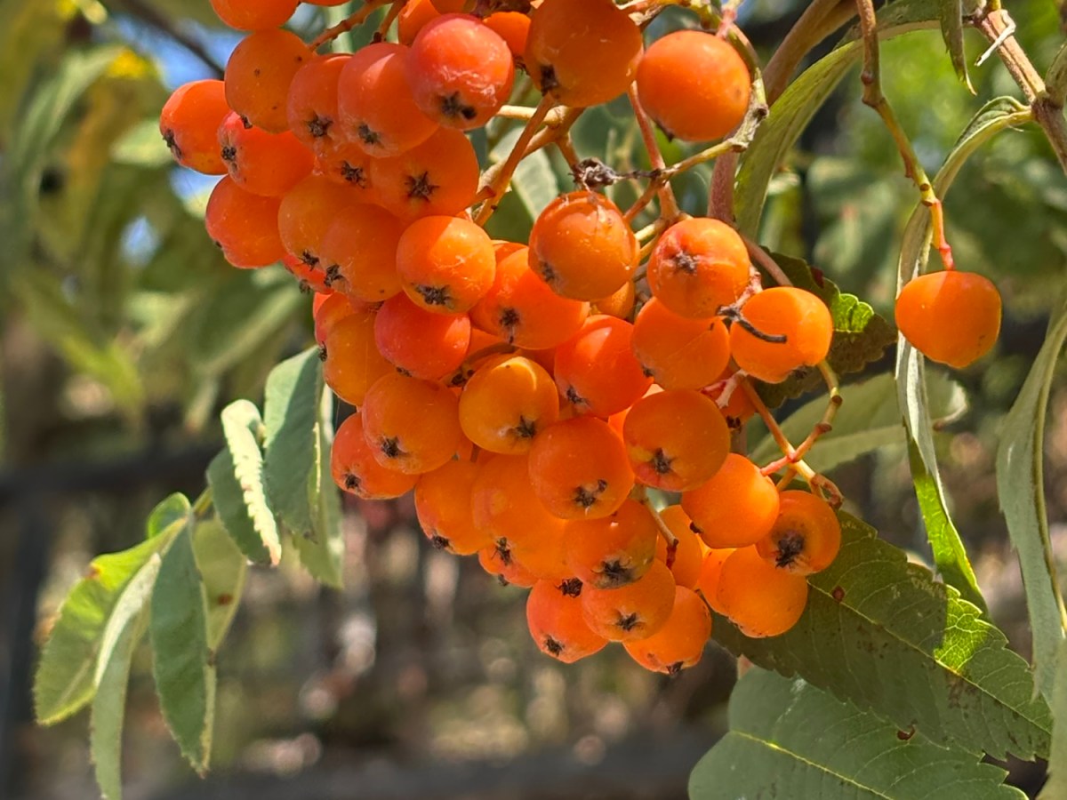 The World is&nbsp;Burning