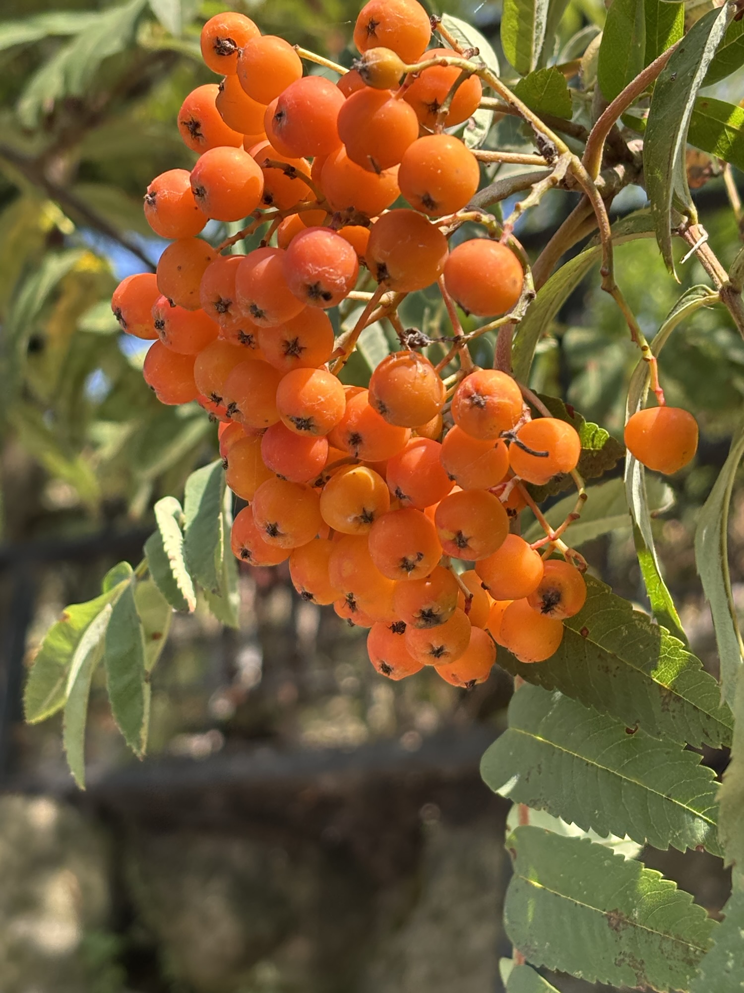 A Burning World. Mountain Ash with orange berries.